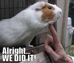 Pin On Animals Cavies