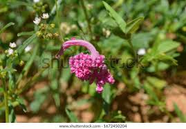 Image result for Gisekia