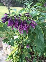 Iochroma australis, iochroma australe, dunalia australia, acnistus australis (blue angel trumpet, mini angel trumpet) iochroma cyaneum (violet tubeflowers, mini angel trumpet) iochroma warscewiczii (purple bells) Iochroma Archives Diana S Designs Austin