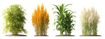 Image result for Eragrostis tef