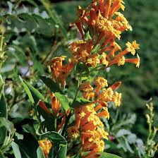 Image result for Cestrum