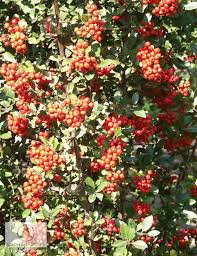 Image result for Pyracantha coccinea red column