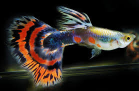 Mar 19, 2021 · ikan guppy termahal jenis harga hias di dunia gambar 2021 daftar dan harganya november malaysia tercantik anak indonesia yang mahal foto ph impor import nama. Jenis Jenis Ikan Guppy Paling Populer Di Dunia