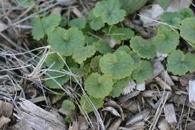 Ground ivy with white flowers. Ground Ivy Creeping Charlie Glechoma Hederacea Plant Pest Diagnostics
