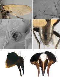 Image result for Terminalia trichopoda