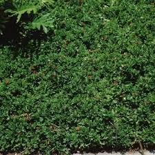 Image result for Coleus lasianthus