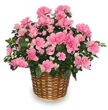 Stop watering until the first leaves fall off, which will take about 1 month. When Do I Plant My New Azaleas