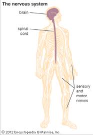 The meninges are three layers of membranes that this nervous system controls the nerves of the body's inner organs on which humans have no conscious. Central Nervous System Quotes Quotesgram
