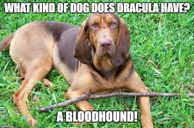 Funny Bloodhound Joke Dog Puns Large Dog Breeds Bloodhound