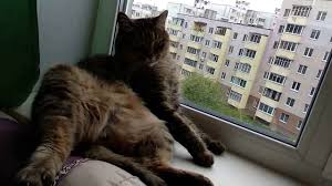 kot rasslablyaetsya odin doma smeshnoj kot zhulik cats animals