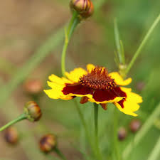 Image result for Cassinopsis tinifolia