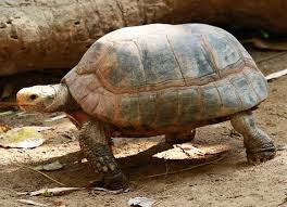 Image result for Trisetopsis elongata