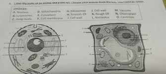 PLANT and ANIMAL CELL A. Label the parts of an animal and plant call.  Choose your answer from the box. Use - Brainly.ph