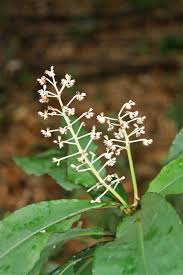Image result for Palisota ambigua