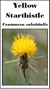 Image result for Agrostis quinqueseta