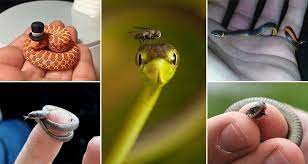 We did not find results for: 20 Cute Snakes That Are So Small You Will Want One