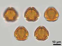 Image result for Astropanax