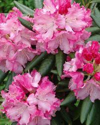 Rhododendron Brandi From Southgate Is Heat Humidity Tolerant Perfect For Hot Southern Garde Southern Living Plants Plants Southern Living Plant Collection