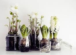 Indoor Winter Christmas Flowers Plants Flower Arrangements