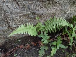 Image result for Athyrium lewalleanum