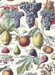 1930 Fruits Ancienne Planche Larousse Illustree Originale Botanique Collage Encadrement Scrapbooking Pomme Poire Cerises Raisin Ananas Illustration Graphic Illustration French Vintage