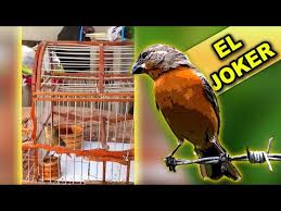 Descargar cantoos de canarios criollos. Descargar Canto Para Ensenar A Rosita O Merino Song Mp3