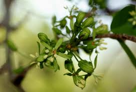 Image result for Cleistanthus