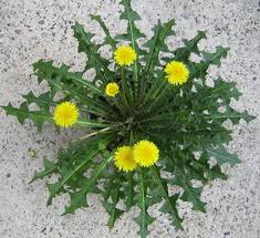 Mit diesem album möchte er eine zwischenbilanz ziehen, was… Lowenzahn Zur Herstellung Von Kautschuk