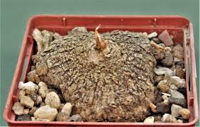 Image result for Eriospermum abyssinicum