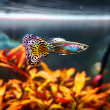 El Pez Arco Iris Tambien Conocido Como El Guppy O Poecilia Reticulata Es Un Pez Tropical Ampliamente Distribui Akvaryum Baligi Lepistes Hayvan Fotografciligi