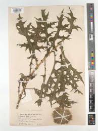 Image result for Thunbergianthus ruwenzoriensis