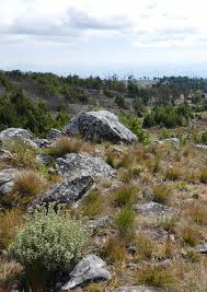 Image result for Schizochilus lepidus