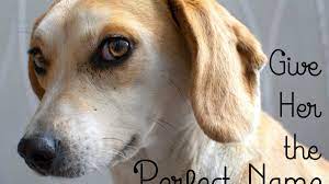 525 Cute Female Dog Names And Meanings Pethelpful