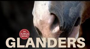 Image result for Glanders