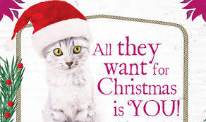 Christmas Adoption Event 2018 Safe Haven For Cats