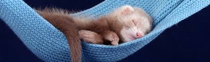 45 Adorable Ferret Facts and Trivia | Fact Retriever