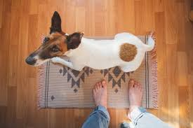 A match is made every 3 minutes on care.com! 6 Reasons Your Dog Follows You Everywhere Great Pet Care