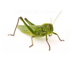 Mimpi yang dianggap sebagai kembang tidur ternyata mempunyai beragam tafsir dan arti lho sobat. Arti Mimpi Belalang Versi Ramalan Primbon Jawa Buku Mimpi