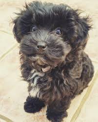 Black Maltipoo Black Yorkie Poo Maltipoo Cocker Poodle