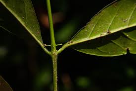 Image result for Canthium inerme