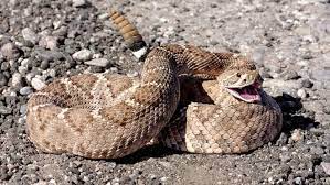 Saint patrick's day, or the feast of saint patrick (irish: When Is Rattlesnake Season In Arizona Here S When They Come Out