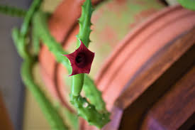 These photos of cactus blooms will make you fall in love with tucson. Huernia Schneideriana A K A Red Dragon Flower Care And Information Crazy Plants Crazy Critters