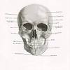 Bone structure cross sectional view of the femoral head. 1