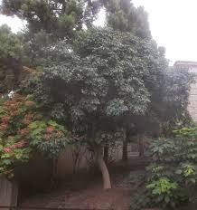 Image result for Tetradium glabrifolium