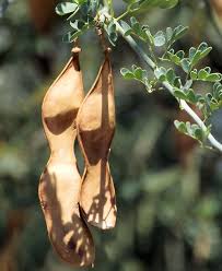 We did not find results for: Growing Parkinsonia Florida Blue Palo Verde