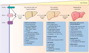 Zeldaxlo64 3 views13 days ago. Endoplasmic Reticulum Stress Signalling And The Pathogenesis Of Non Alcoholic Fatty Liver Disease Journal Of Hepatology