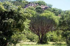 Image result for Dialium englerianum