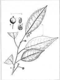 Image result for Maprounea