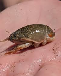 Have you ever seen one of these critters at the beach? Also known as “sand crabs” or “sand fleas,” Pacific mole crabs (Emerita analoga) can be found across the western coasts of