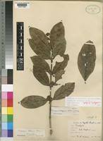Image result for Tricalysia pallens